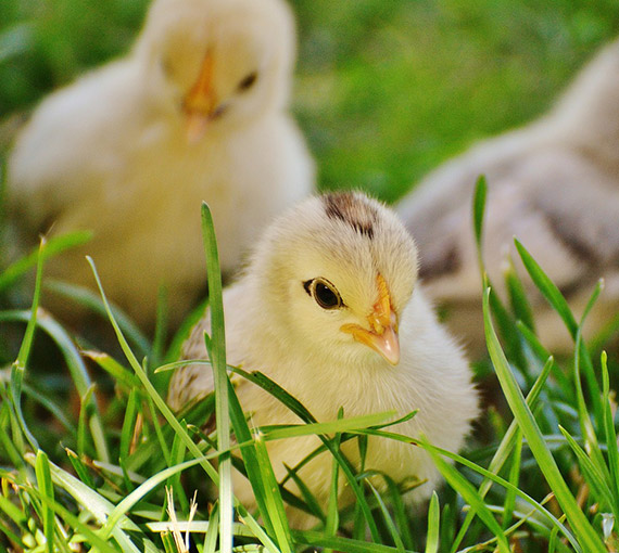 poultry-farming-about