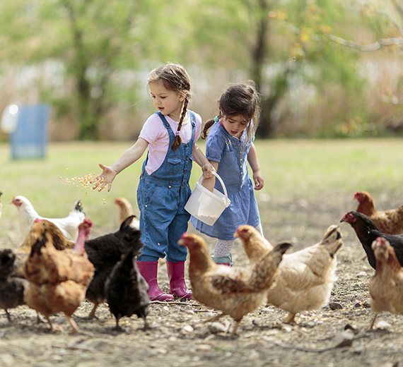 poultry-farming-about