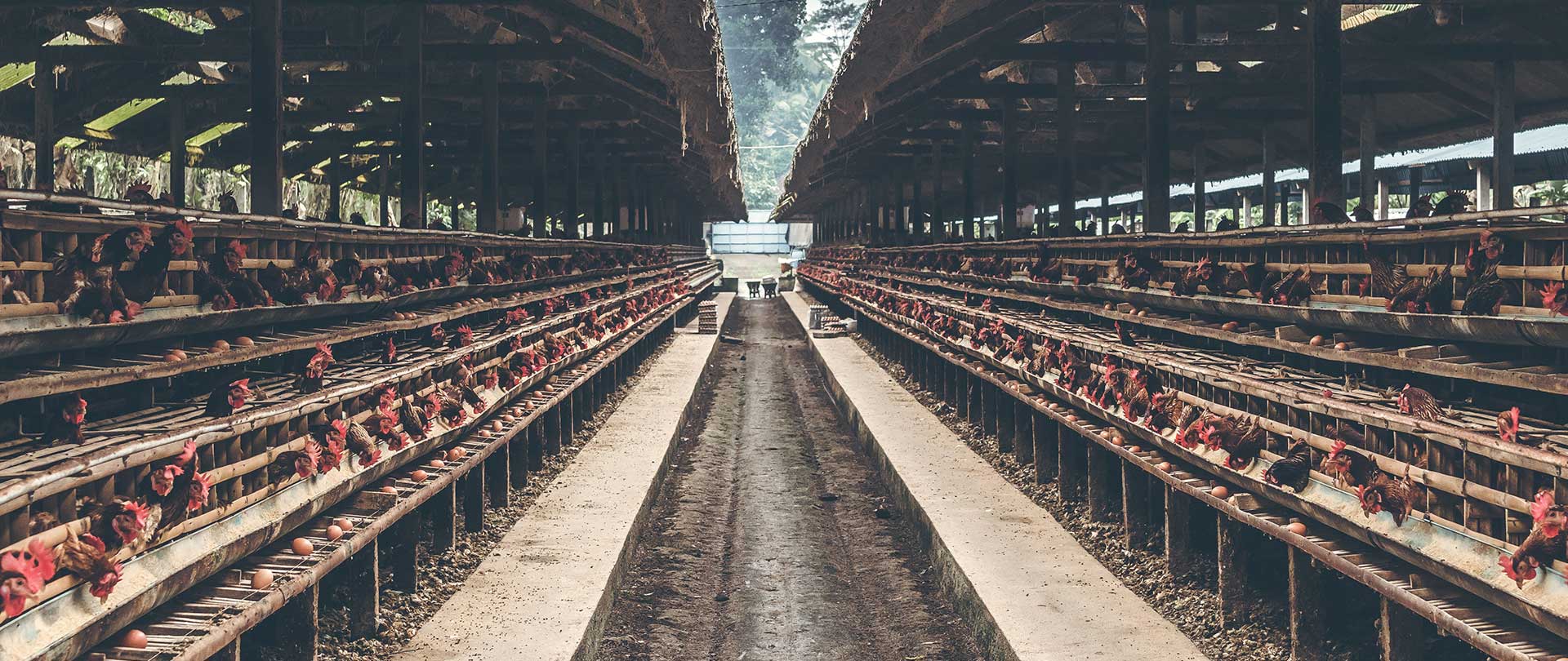 poultry-farming-slider-1