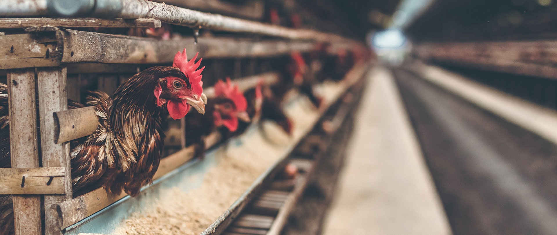 poultry-farming-slider-2